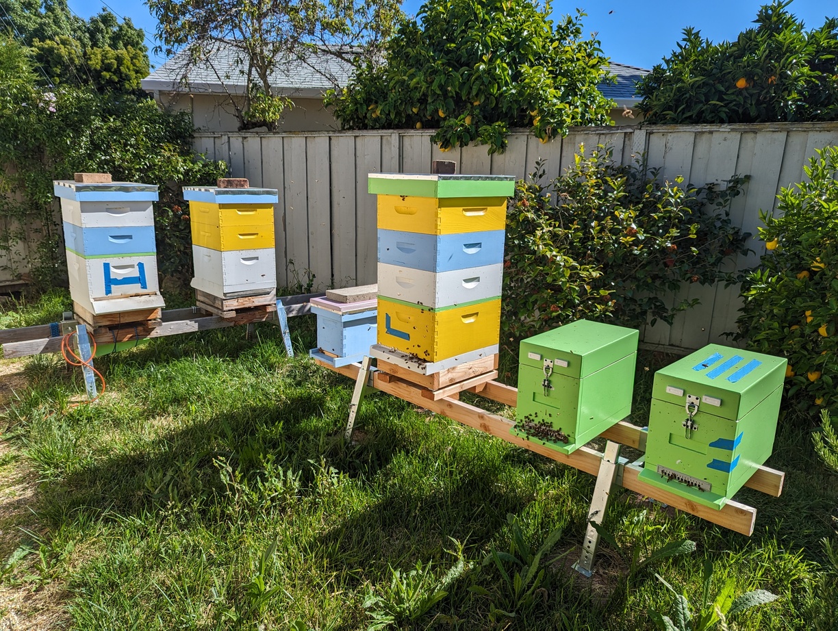 six bee colonies are visible, sitting on elevated wooden frames. there are trees and grass.