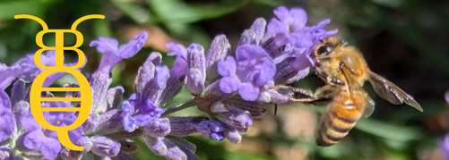 A sprig of lavender is visible, a worker bee is harvesting nectar from one of the flowers