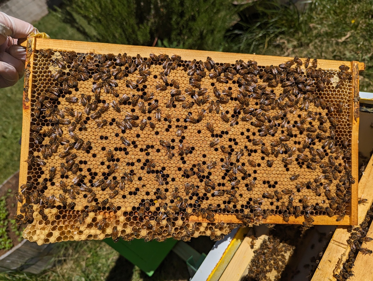 a movable frame from a beehive. here the honeycomb is visible, and bees are moving about the surface. these cells are capped with brown wax cappings. these cappings look different from the honey cappings, more like little domes of a darker color. beneath them lie bee pupae.