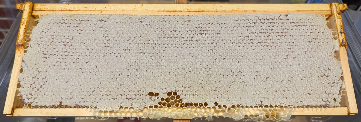 a frame from a beehive. it's full of honey. the cells of the honeycomb are capped with wax