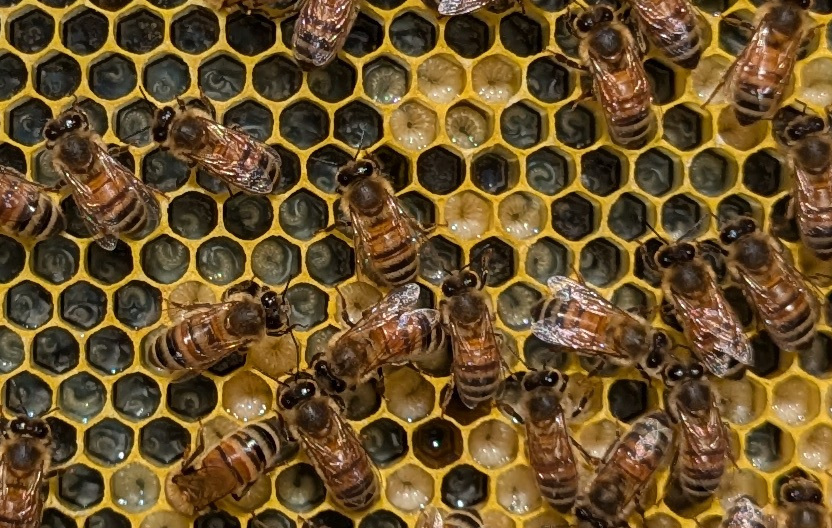 a section of honeycomb is visible, about 12x16 cells. some bees are visible on the surface. the cells contain larvae and eggs at various development stages. the larvae look like little Cs floating in a whitish pool of royal jelly, the first food that bees consume.