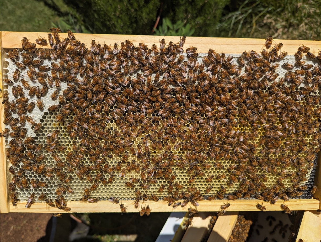 a frame from a beehive. the honeycomb is visible, bees cover the surface. in some honeycomb cells white C shapes are visible. these are growing bee larvae.