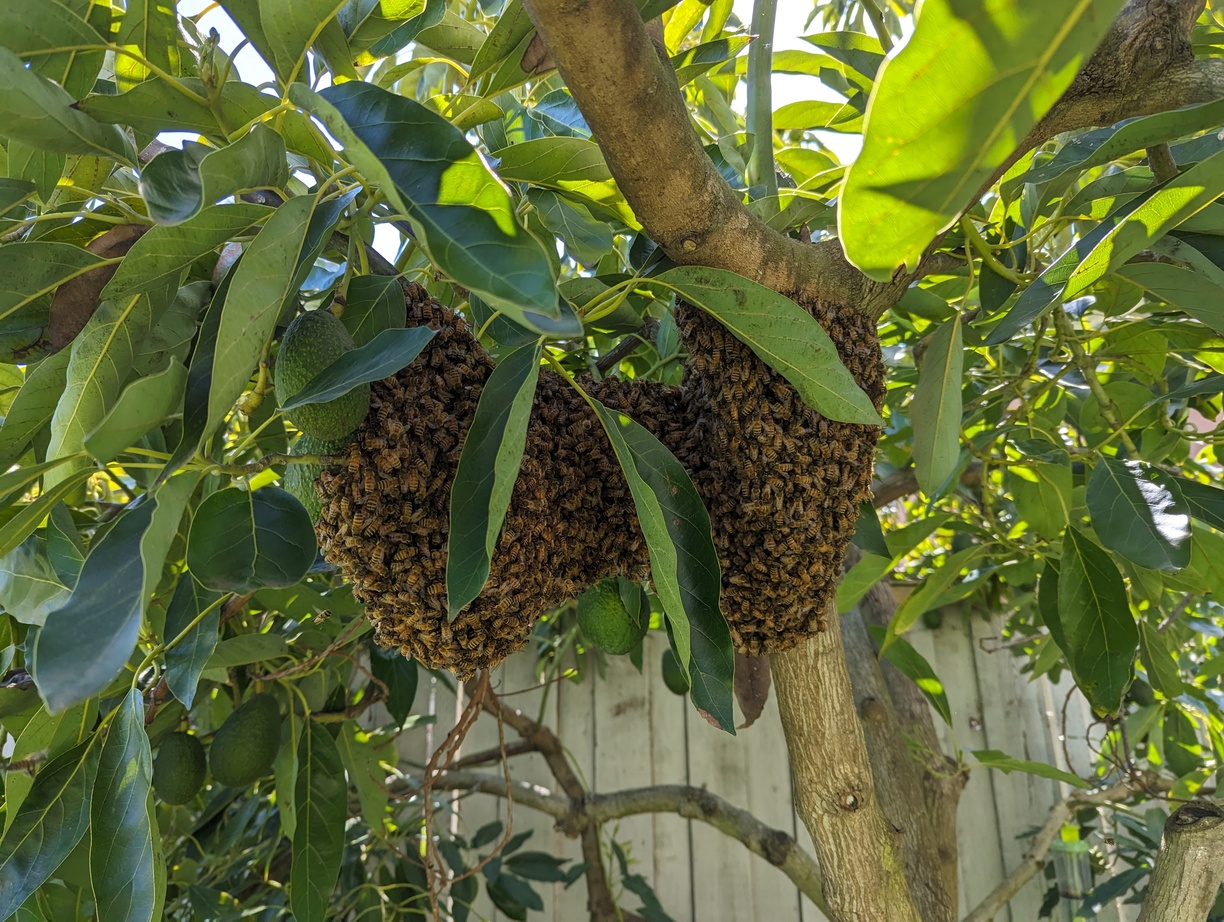 The inside arms of an avocado tree are visible. Clustered around the arms of the tree is a big ball of bees, about the size of a basketball.